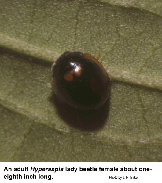Hyperaspic lady beetle